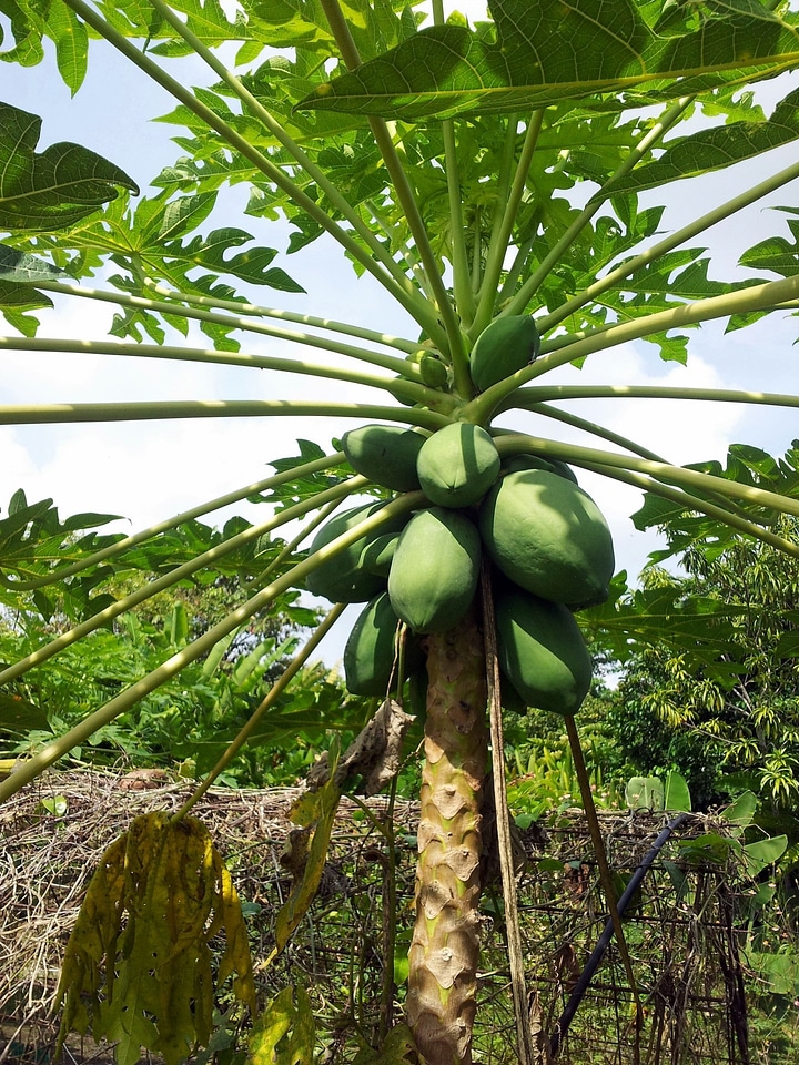 Trees greenery tropical
