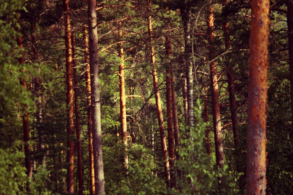 Vintage summer environment