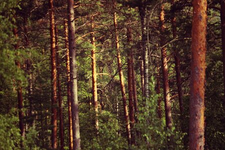 Vintage summer environment