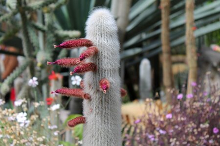 Close up cactus flower cactus flowers photo