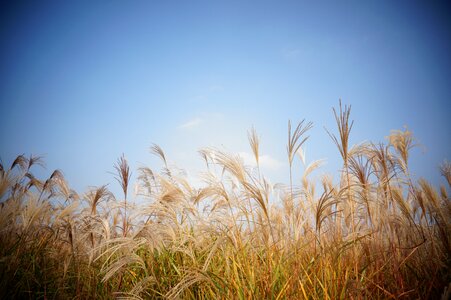 Autumn spring thatched festival