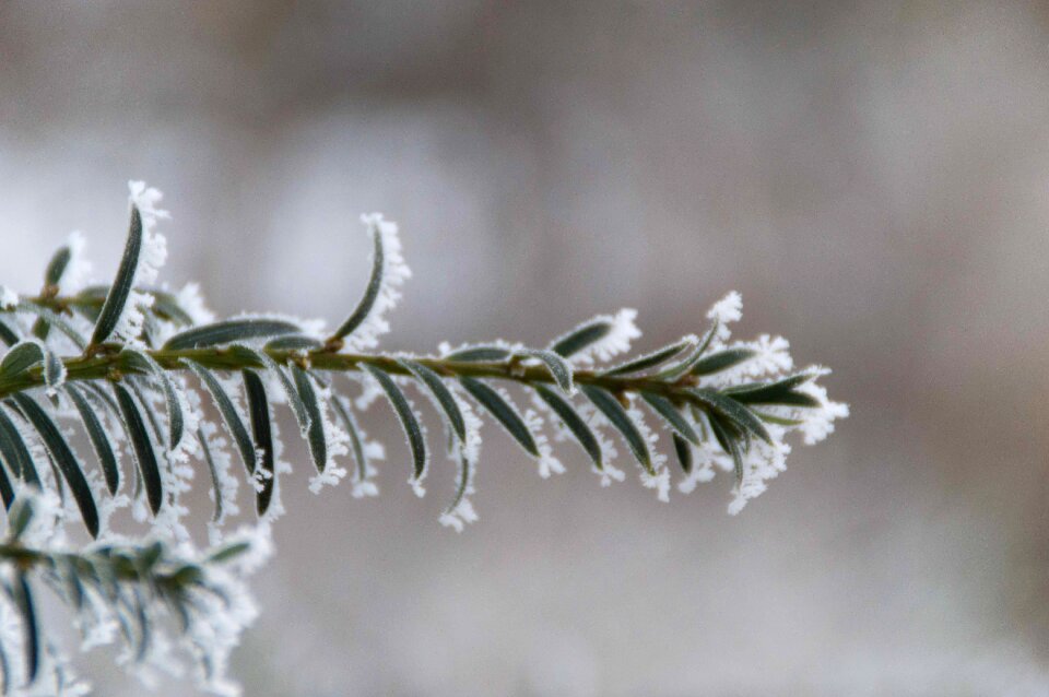 Nature freezing frozen