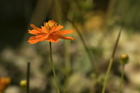 Day sunlight colorful photo