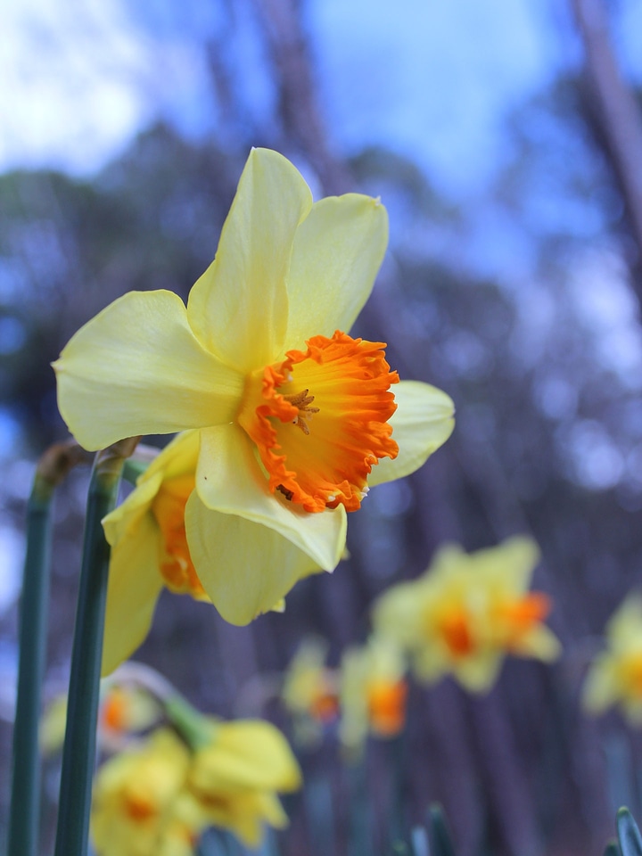 Blossoms blooming petals