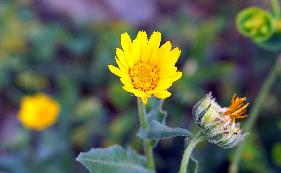 Spring flowering yellow flower