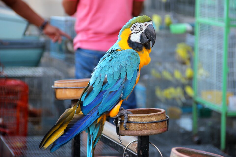 Color pet