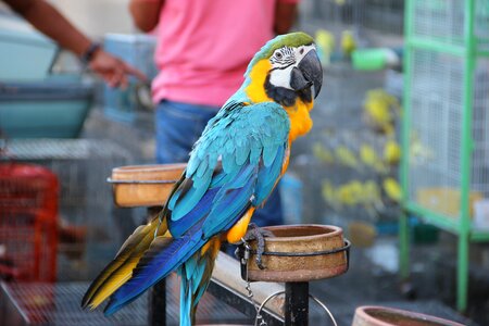 Color pet