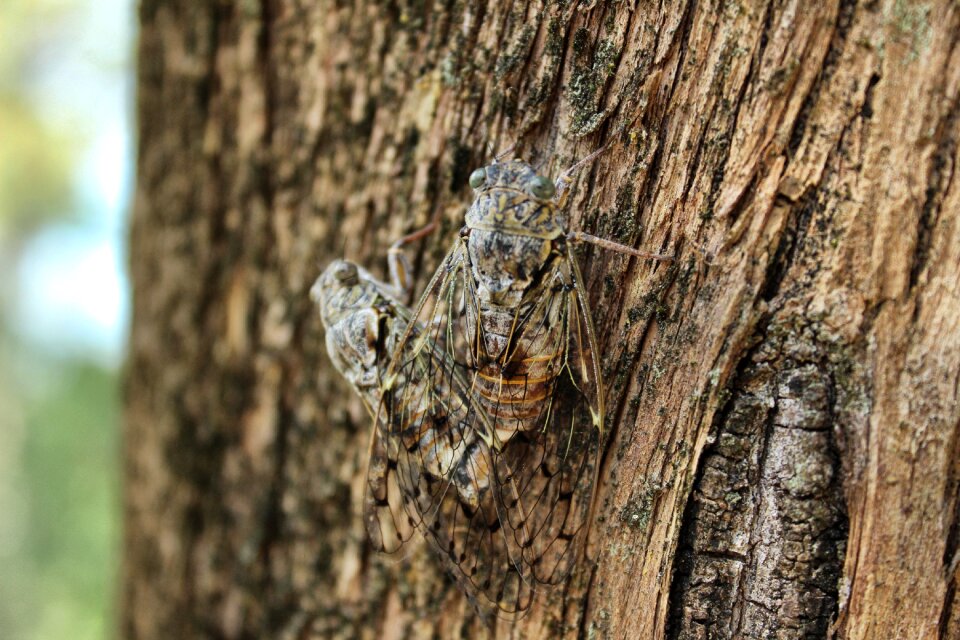 Wildlife pest cockroach