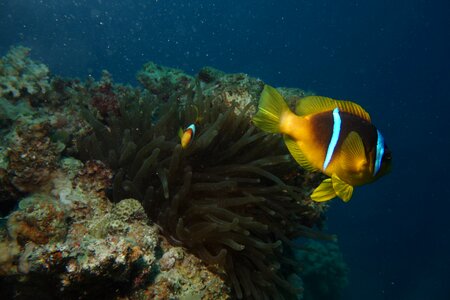 Anemona diving