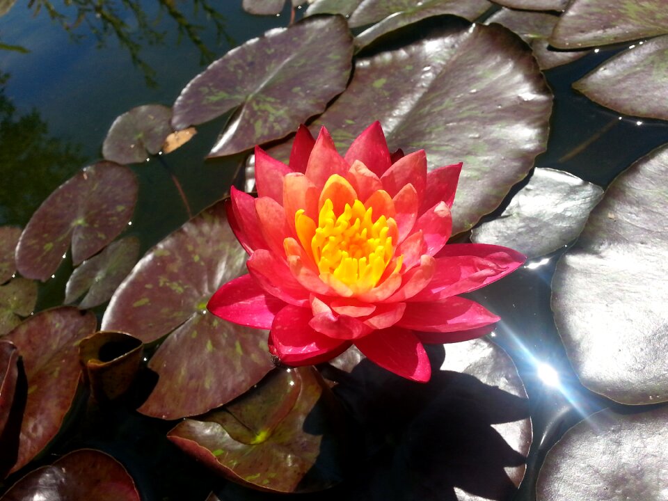 Blooming flower plant