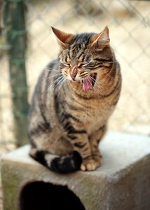 Cat cat face alley cat