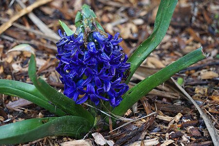 Nature spring wild hyacinth