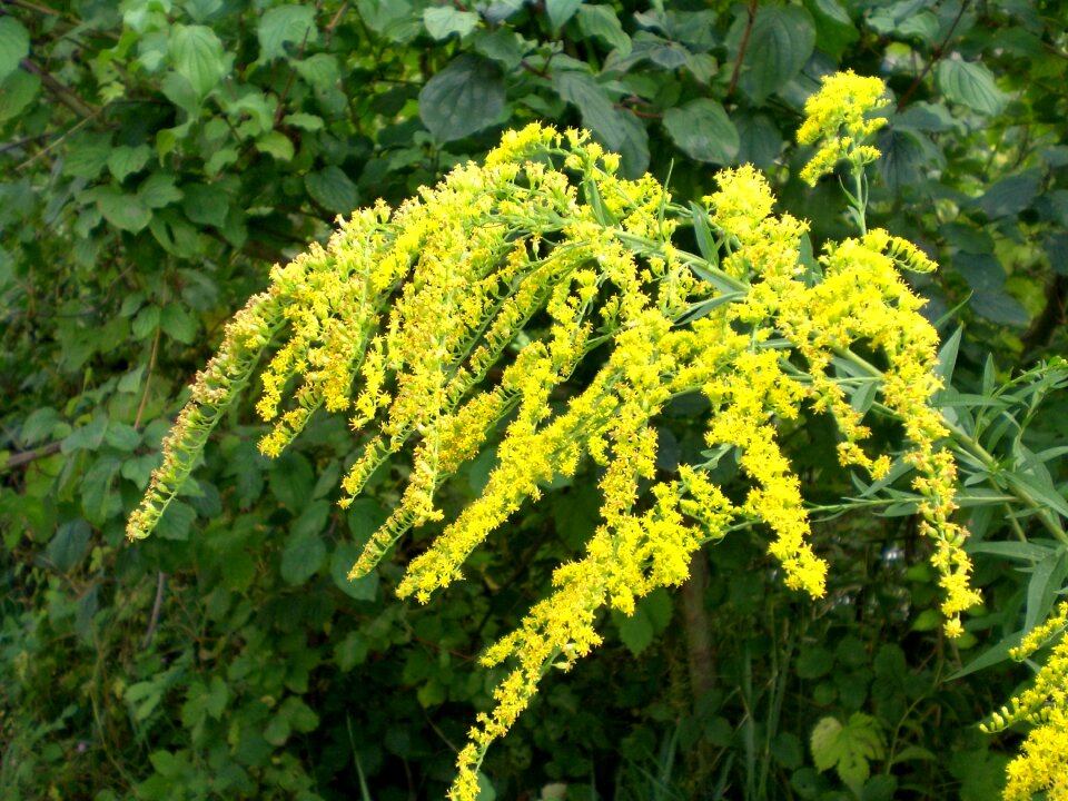 Close up yellow flowers late summer