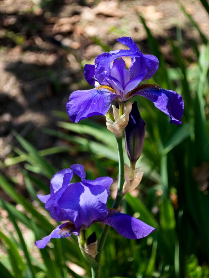 Nature color purple floret