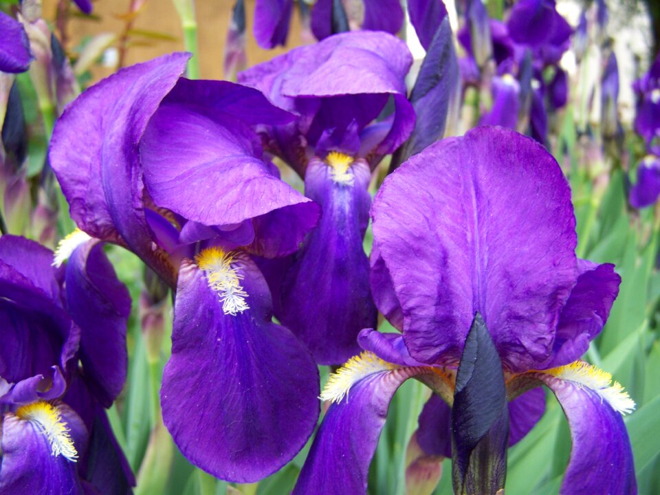 Iris bluish-purple iris spring flower photo