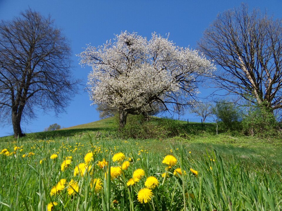 Meadow nature landscape