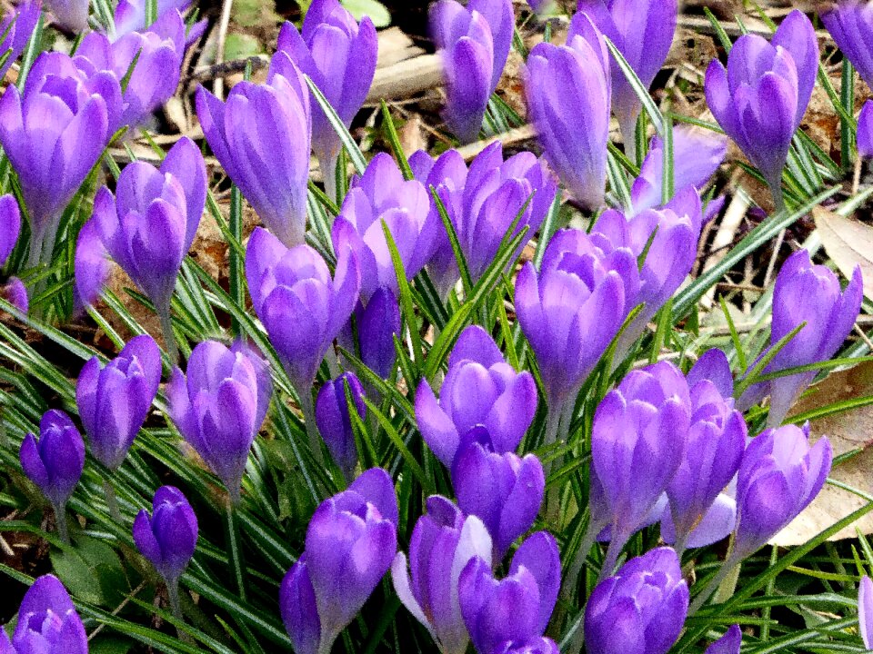 Spring flower spring meadow photo