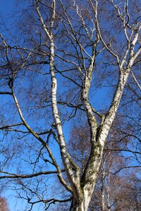 Aesthetic nature trees