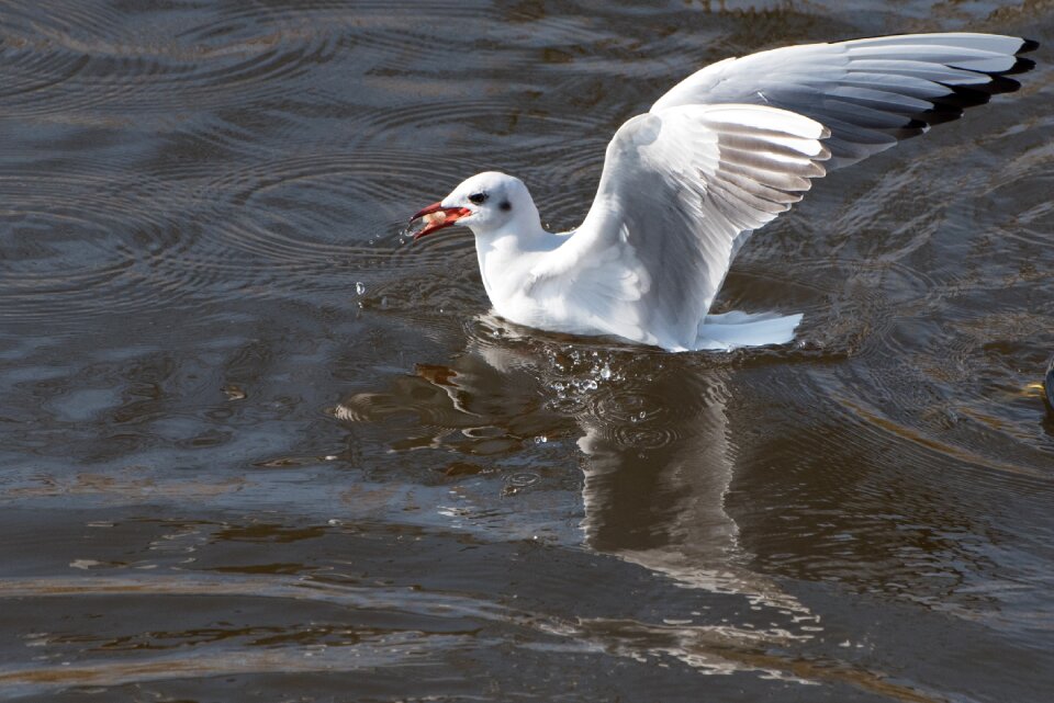 Nature waterfowl swimming