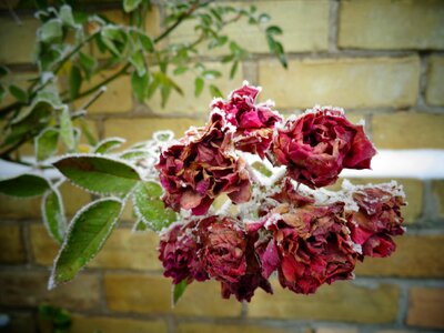 Cold winter flower photo
