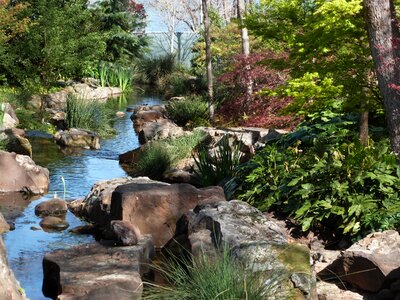 Japanese maple spring scenic photo