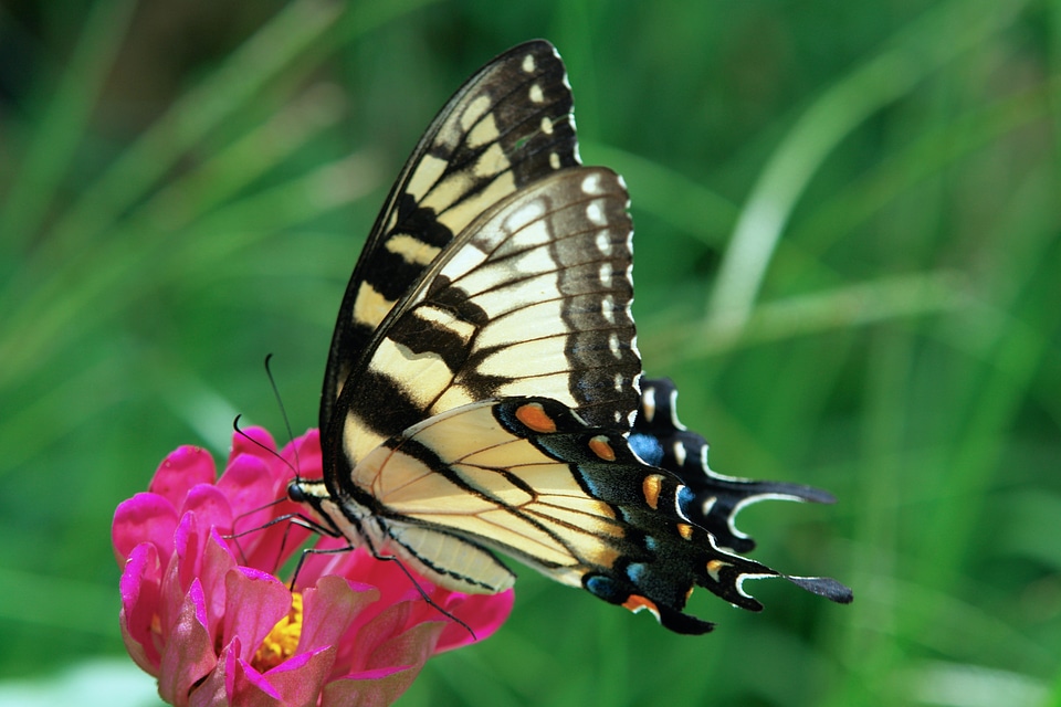 Wings garden insect