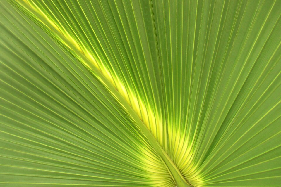 Palm leaf structure