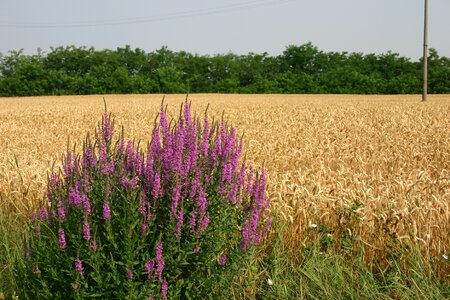Landscape field wheat photo