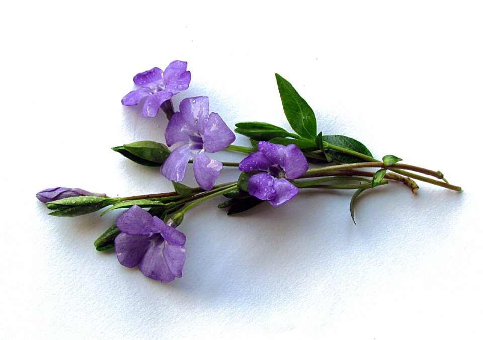 Bouquet periwinkle spring