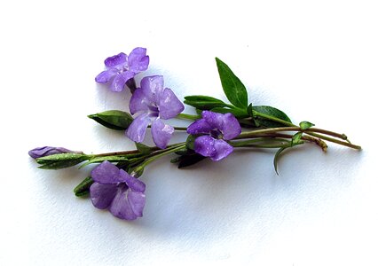 Bouquet periwinkle spring photo