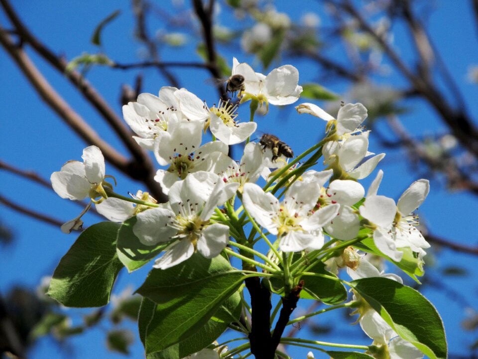 Spring nature bee on flower