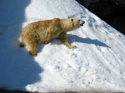 Animals polar bear bears