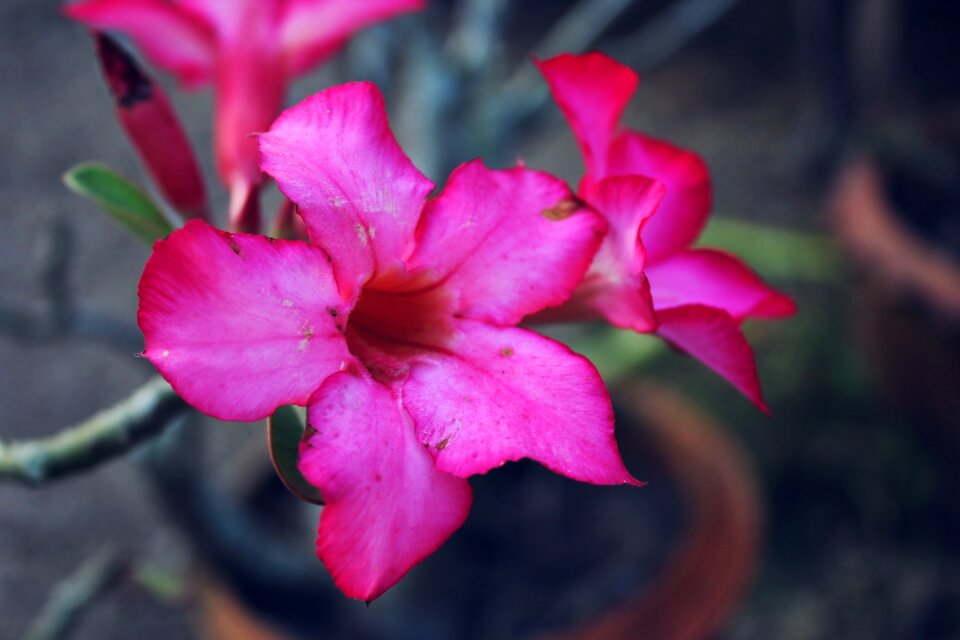 Flowers colors nature