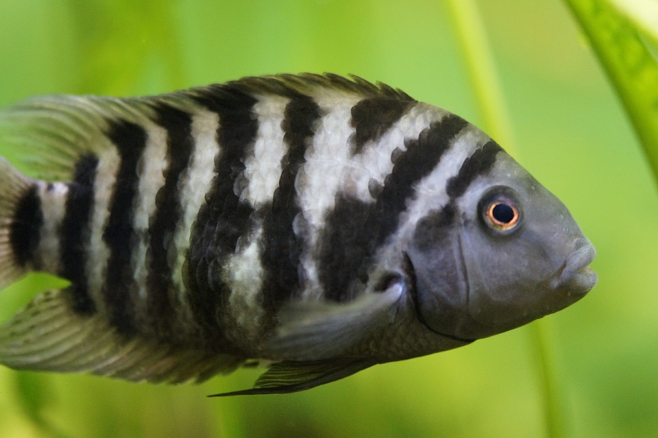 Zebra striped black and white