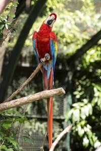 Animals exotic bird parrot photo