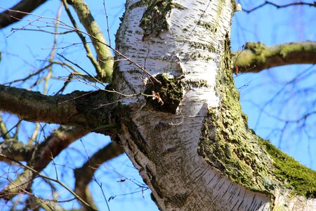 Log nature spring