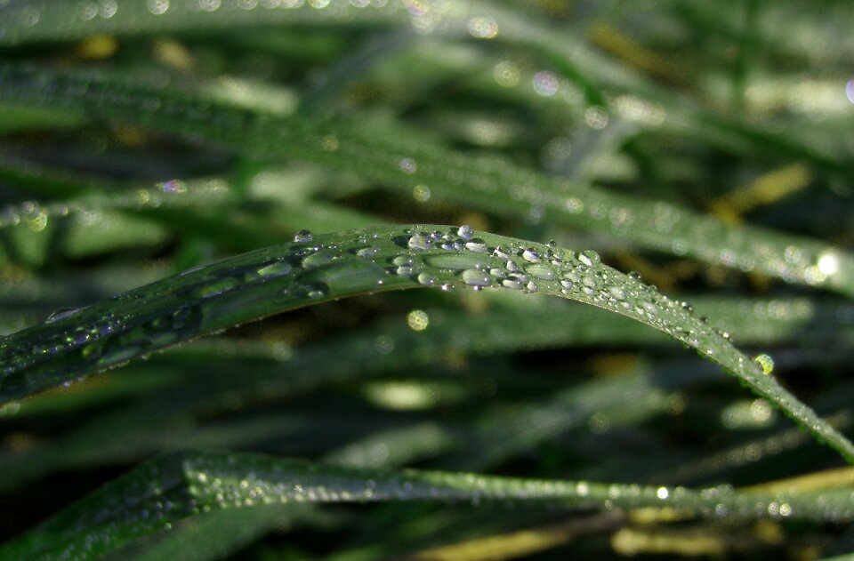 Drops green nature