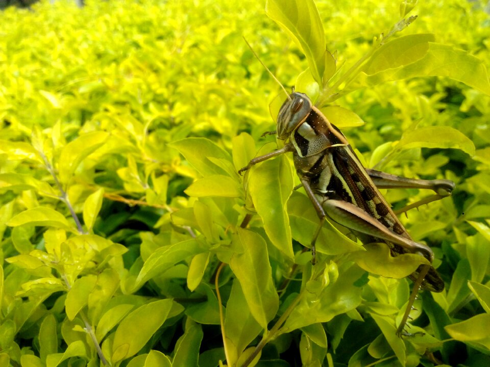 Insect animal green