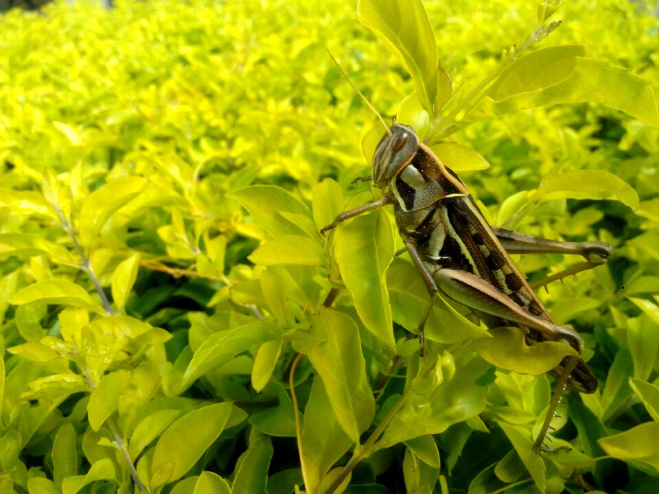 Insect animal green photo