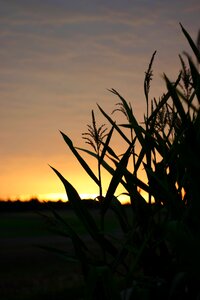 Mood golden landscape photo