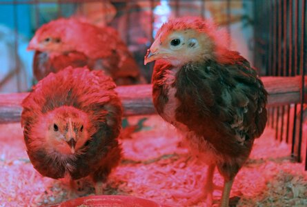Chicken rhode island red hen photo