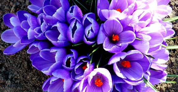Early bloomer spring spring flowers