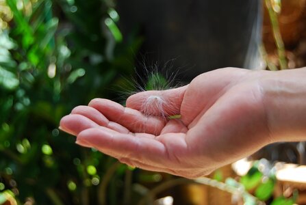 Girl flying seed photo