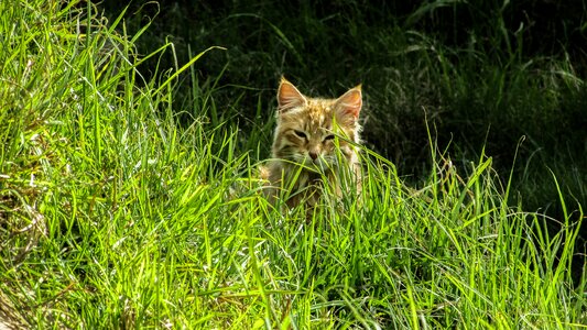 Looking behind grasses