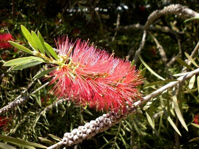 Nature plant gentle