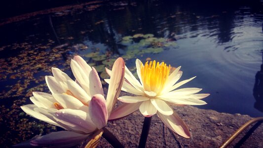 Lotus flower aquatic plant photo