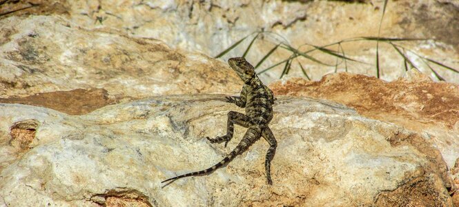 Reptile fauna animal