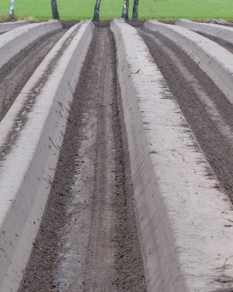 Asparagus cultivation field asparagus field