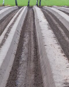 Asparagus cultivation field asparagus field