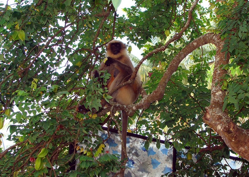 Gray wildlife indian
